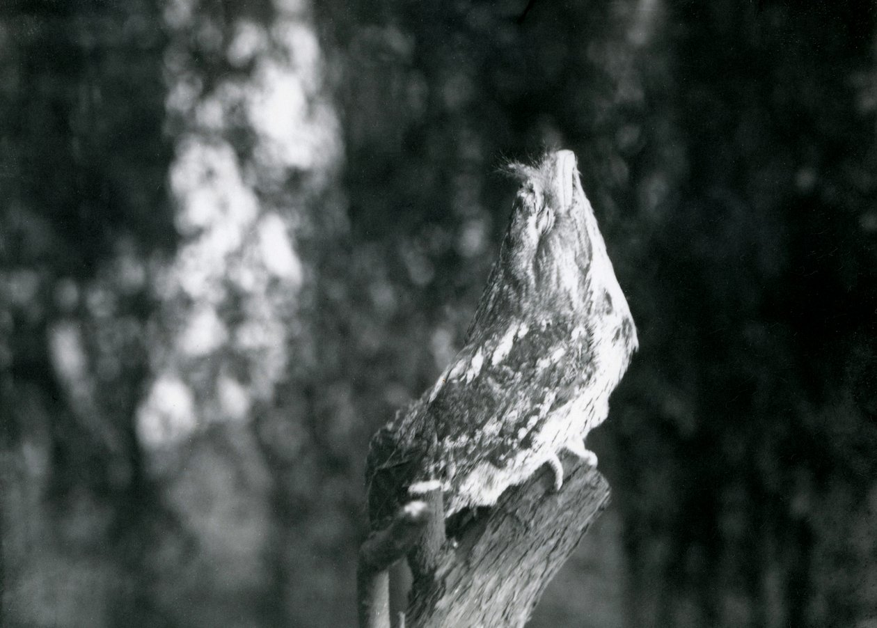 A plumagem enigmática e pose de repouso de um Frogmouth Tawny camufla em um galho no zoológico de Londres, em dezembro de 1921 de Frederick William Bond