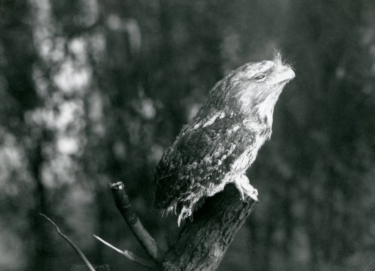 A plumagem enigmática e pose de repouso de um Frogmouth Tawny camufla em um galho no zoológico de Londres, em dezembro de 1921 de Frederick William Bond