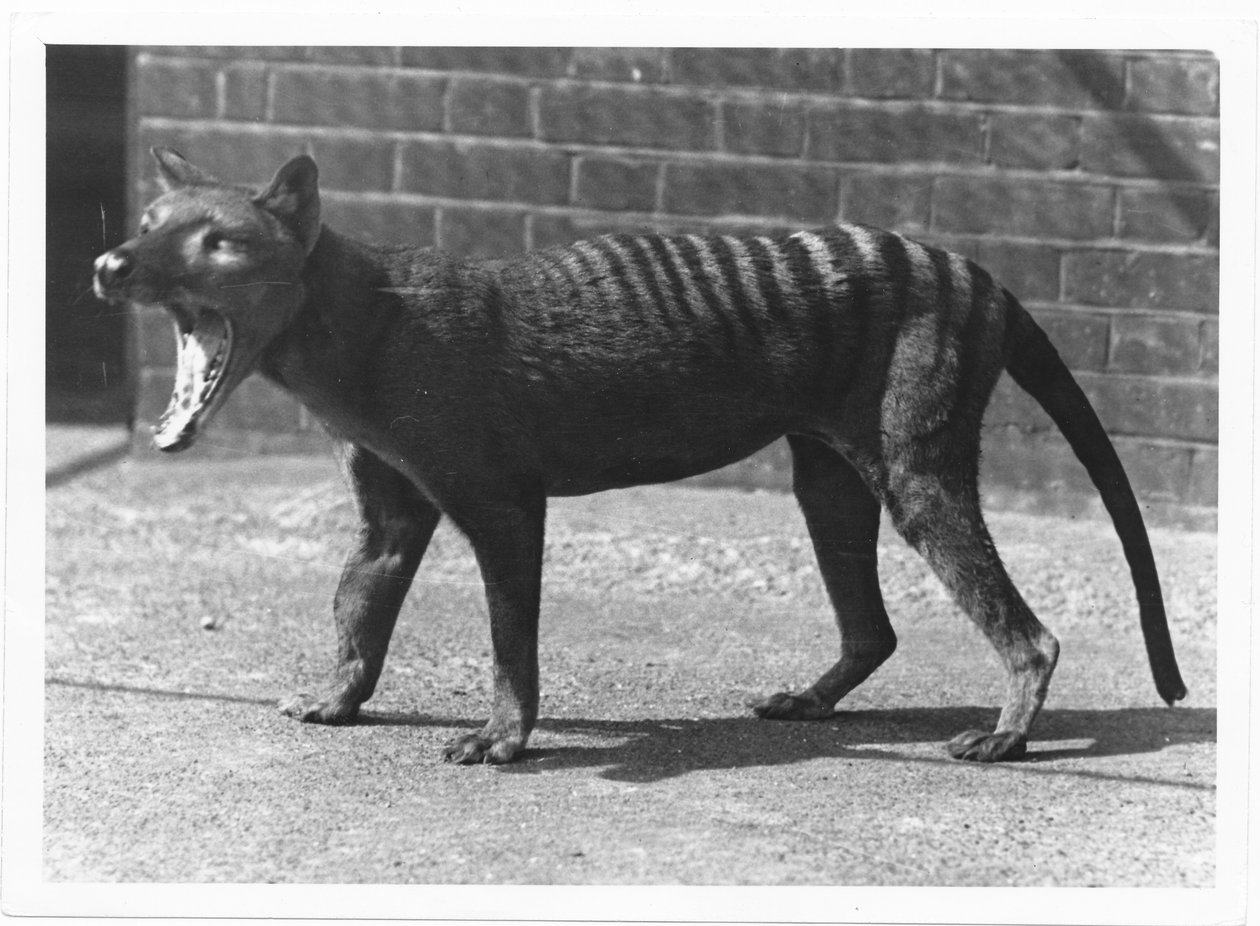 O agora extinto Tigre da Tasmânia, ou Thylacine, 1914 de Frederick William Bond