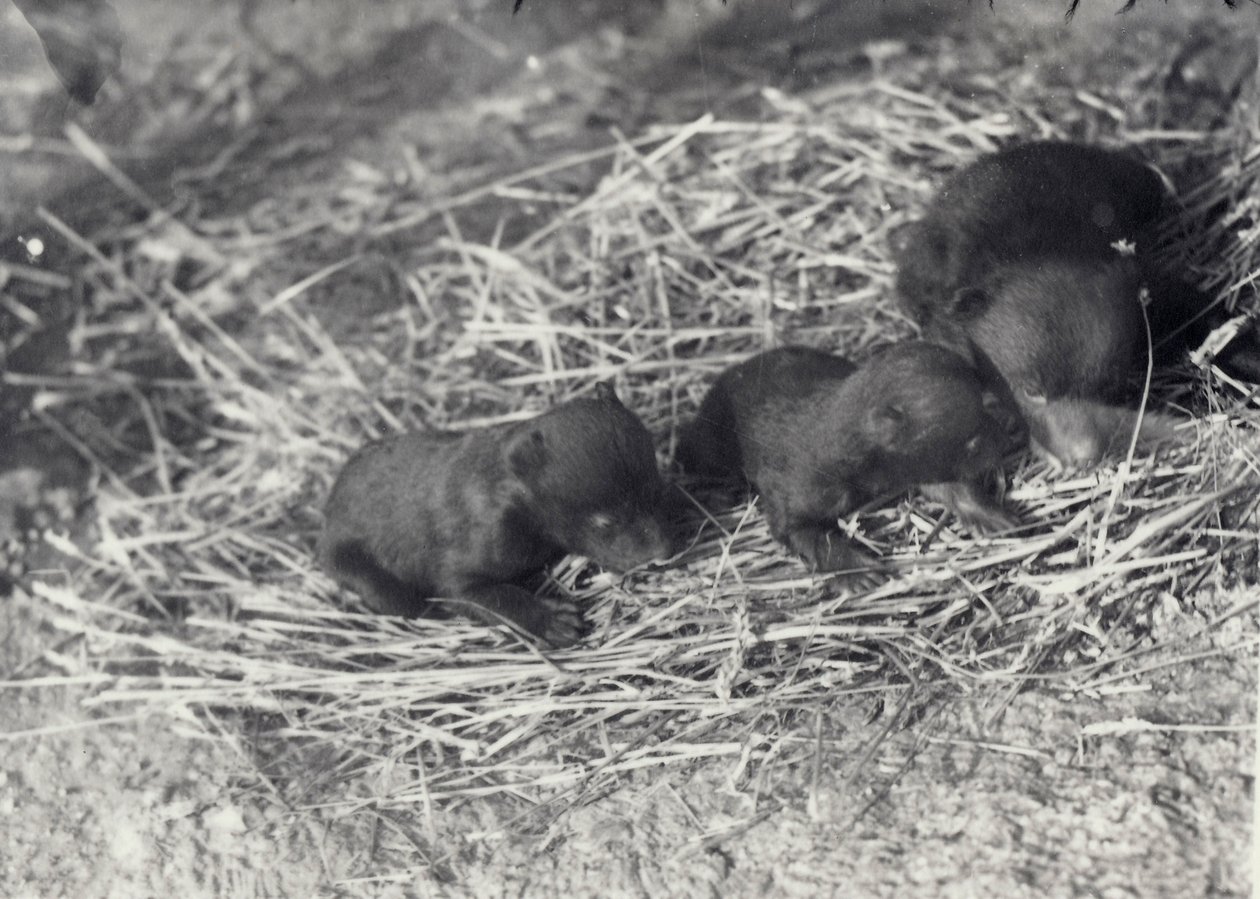 Três filhotes de urso Brown und Black envelhecidos 5 ou 6 semanas no London Zoo, em fevereiro de 1920 de Frederick William Bond