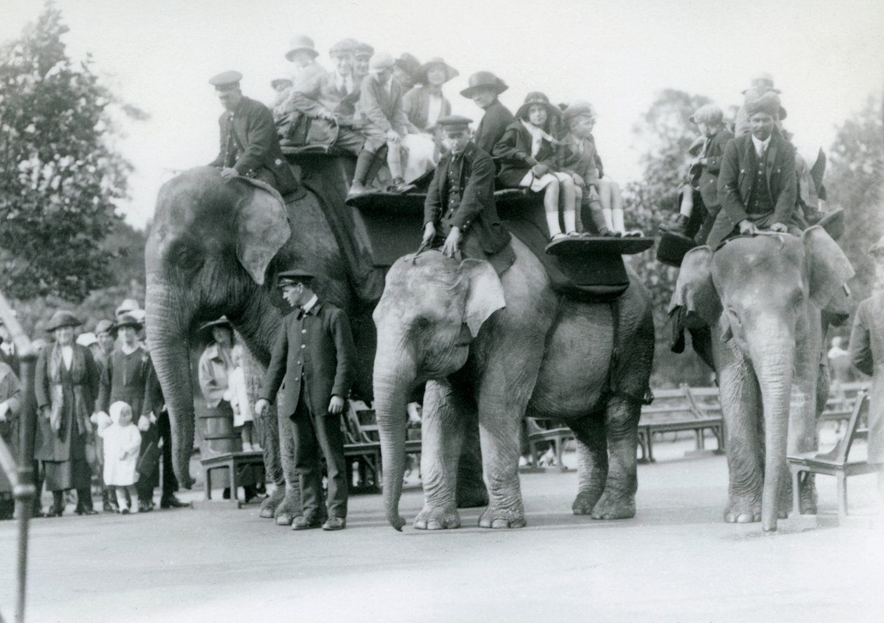 Três elefantes indianos dando passeios de visitante no zoológico de Londres, 1923 (bw foto) de Frederick William Bond