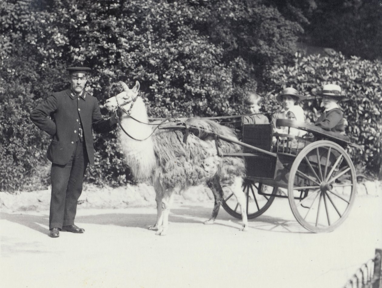Três visitantes, incluindo um menino, montados em um carrinho puxado por um lama com um guardião, o zoológico de Londres, em maio de 1914 de Frederick William Bond