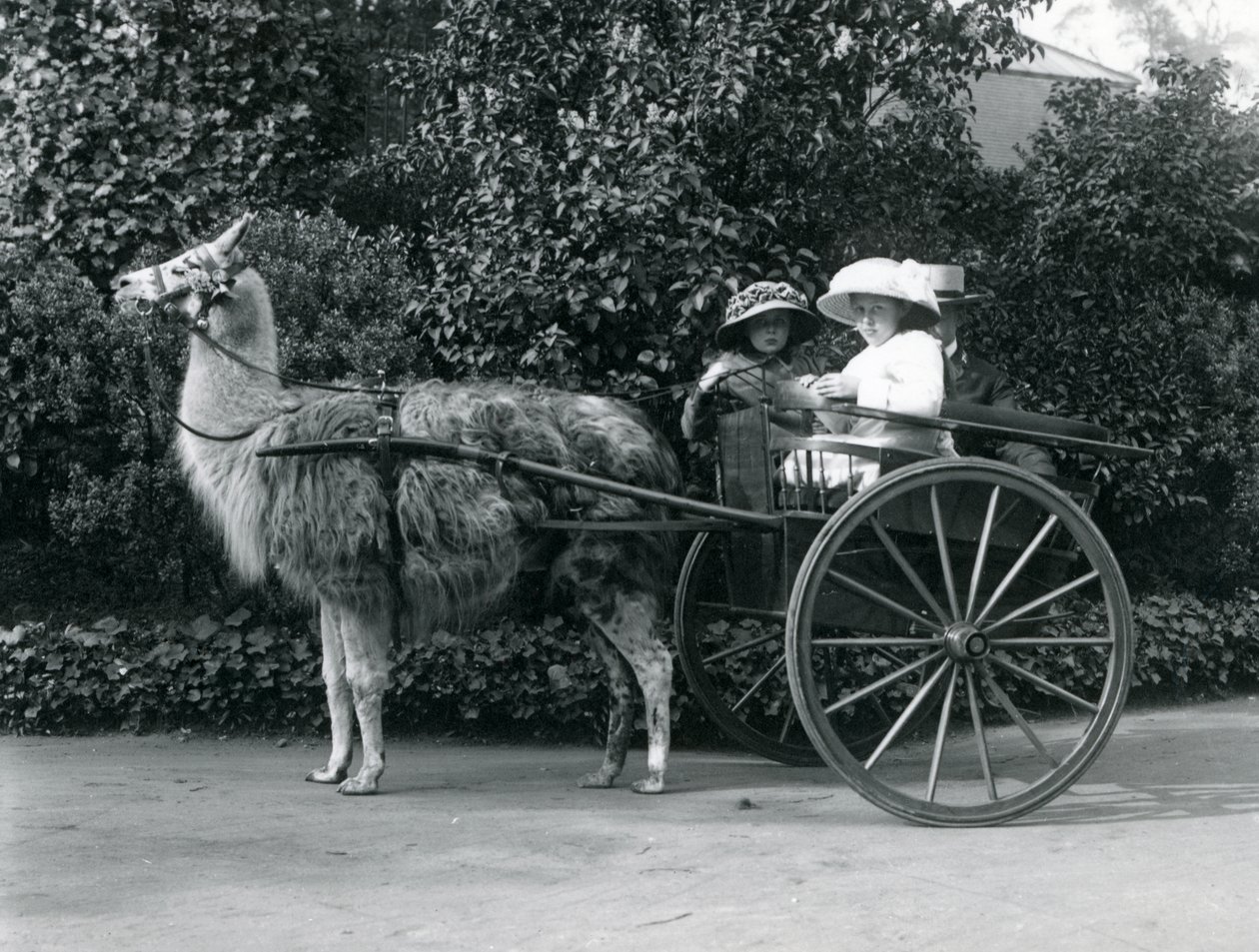 Três visitantes, incluindo duas meninas, montadas em um carrinho puxado por um lhama, o zoológico de Londres, c.1912 de Frederick William Bond