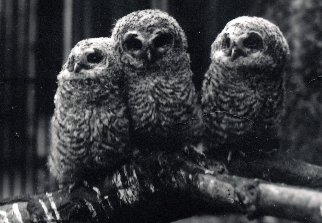 Três jovens Tawny Owls sentar em um galho de Frederick William Bond