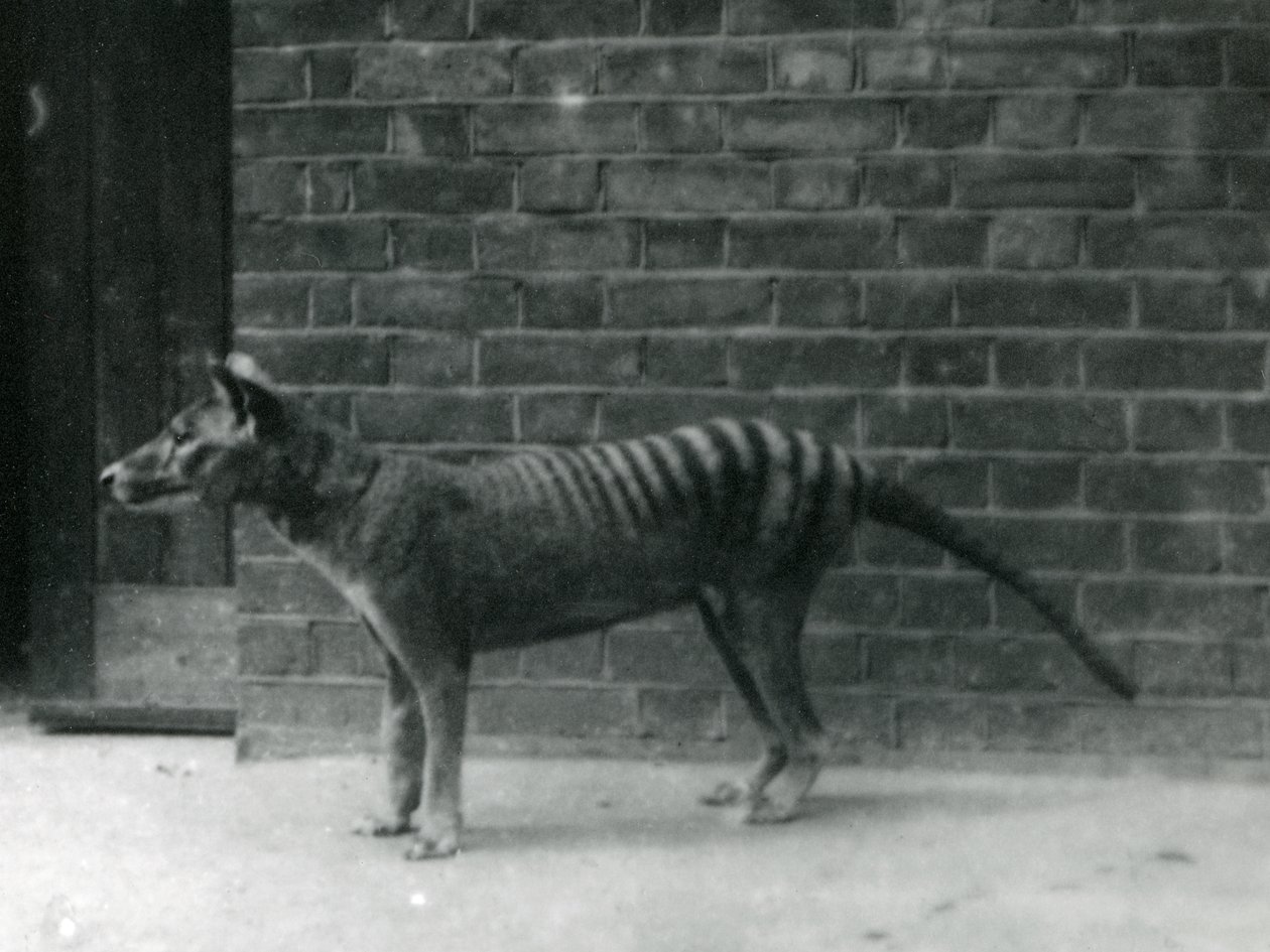 Lobo tasmaniano do Thylacine no jardim zoológico de Londres. Acredita-se que o tilacino tenha sido extinto em 1933. Ao todo, o zoológico de Londres exibiu 20 tilacinos entre 1850 e 1931. de Frederick William Bond