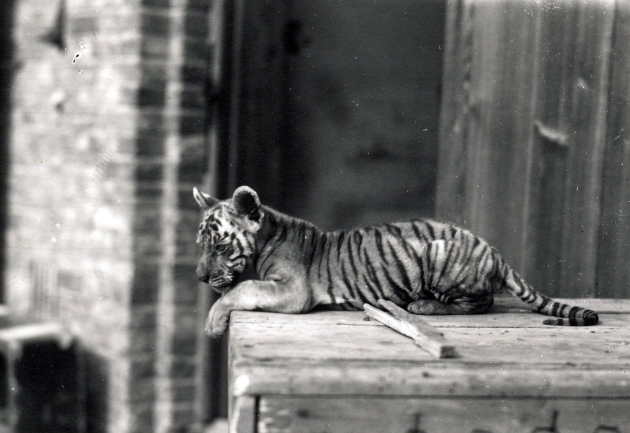 Filhote de tigre deitado, 1914 de Frederick William Bond