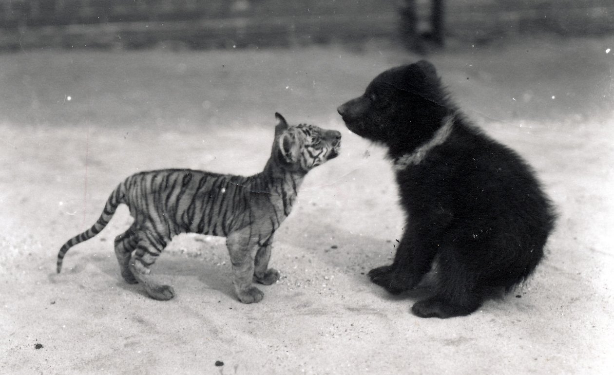 Filhote de tigre encontra filhote de urso, 1914 de Frederick William Bond