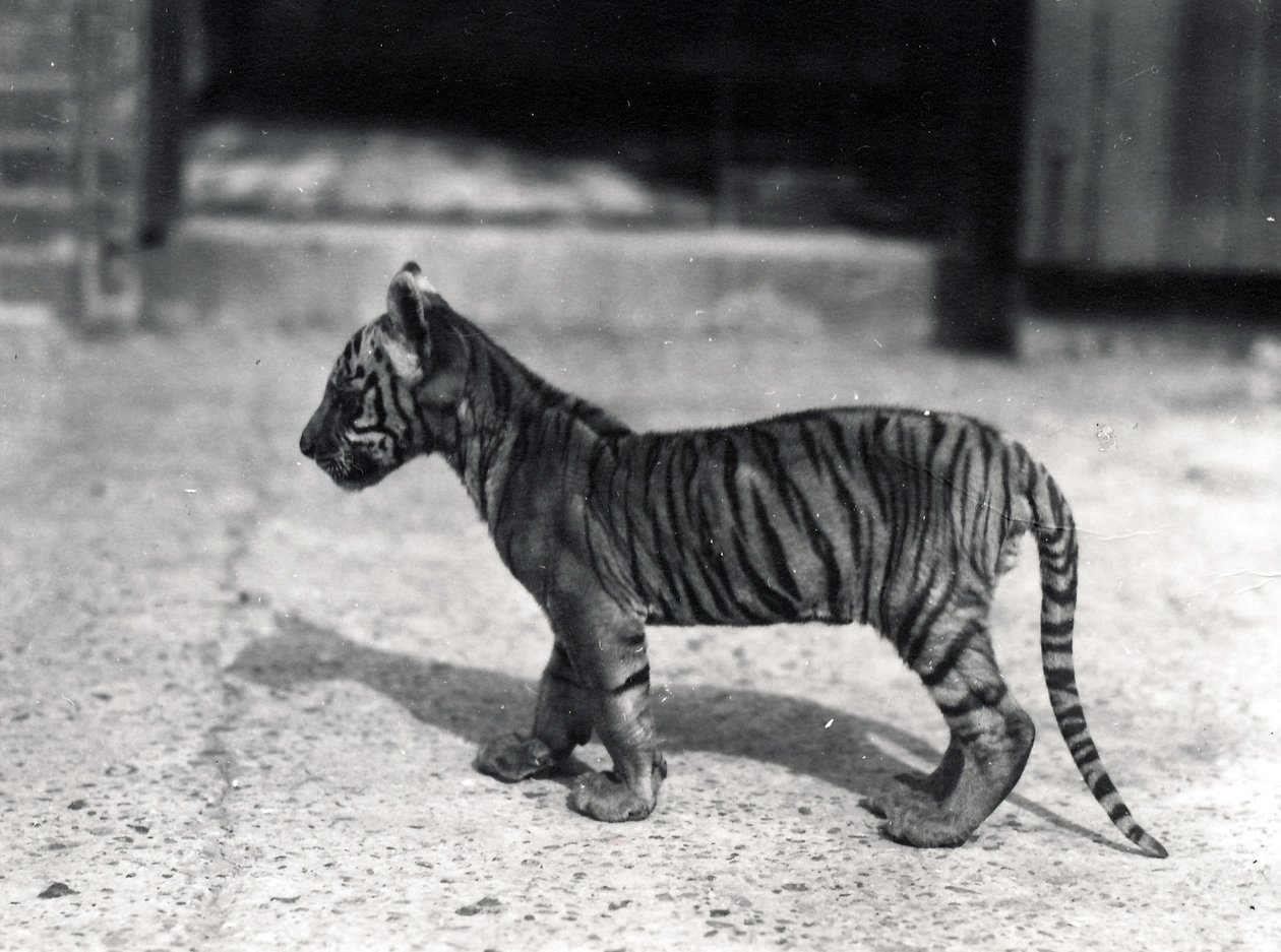 Filhote de tigre em pé, 1914 de Frederick William Bond