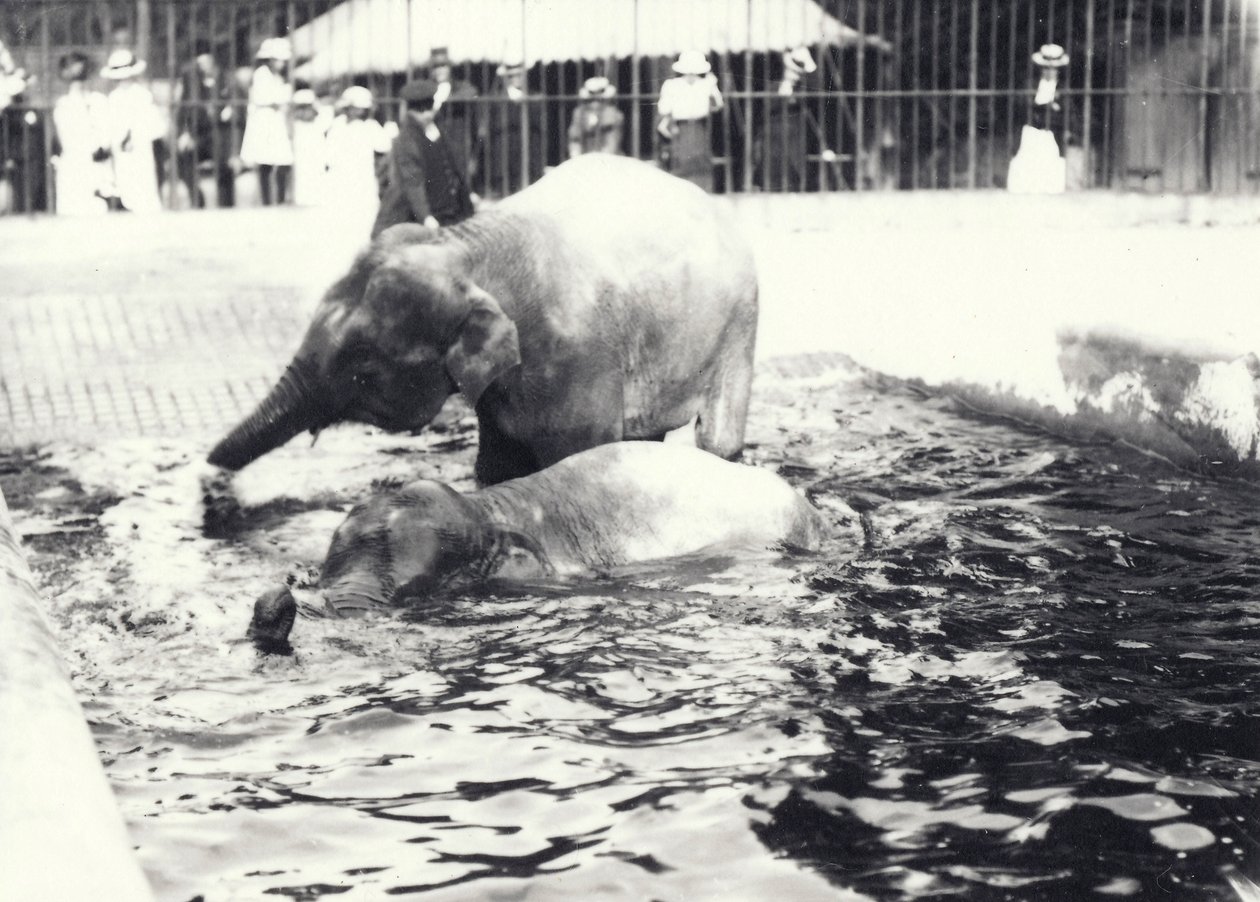 Dois elefantes asiáticos tomando banho em uma piscina no zoológico de Londres, assistidos por guardiões e visitantes, junho de 1914 de Frederick William Bond