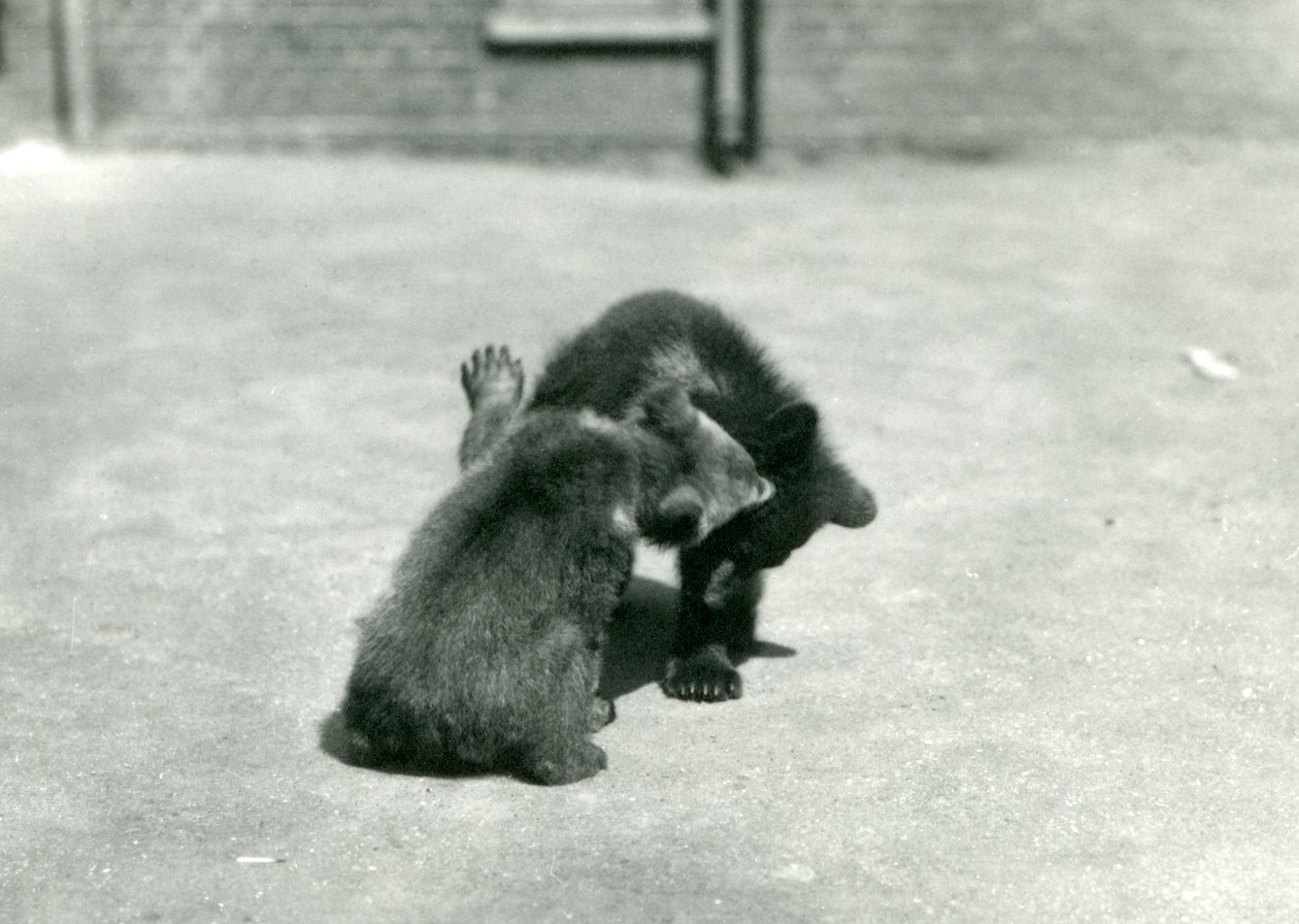 Dois filhotes de urso-pardo brincando no zoológico de Londres, em junho de 1914 de Frederick William Bond