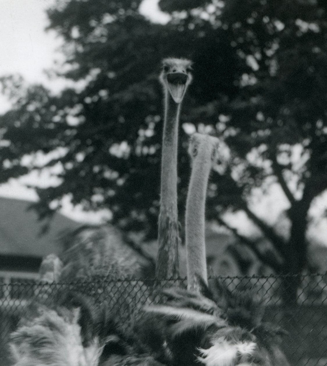 Dois avestruzes cumprimentam-se por cima de uma cerca no zoológico de Londres, 1923 (bw photo) de Frederick William Bond
