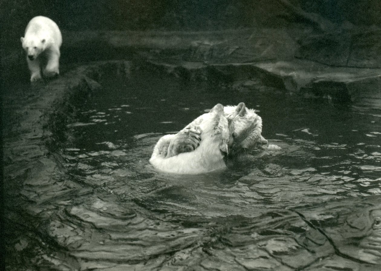 Dois ursos polares brincam em sua piscina enquanto outro caminha, o zoológico de Londres, em junho de 1922 de Frederick William Bond