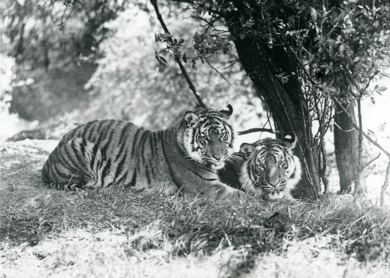 Dois tigres descansando sob uma pequena árvore em seu novo recinto em Whipsnade, maio de 1934 de Frederick William Bond