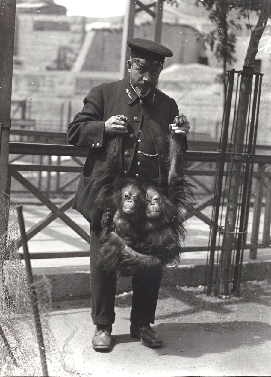 Dois jovens orangotangos sendo segurados pelos braços, pelo goleiro Rodwell, no Zoológico de Londres, em abril de 1916 de Frederick William Bond