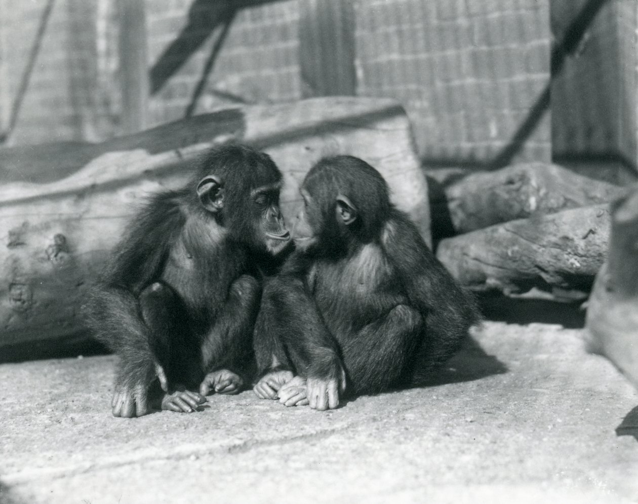 Dois jovens chimpanzés, Boo boo e Bibi, Kiss. Zoológico de Londres, setembro de 1927 de Frederick William Bond