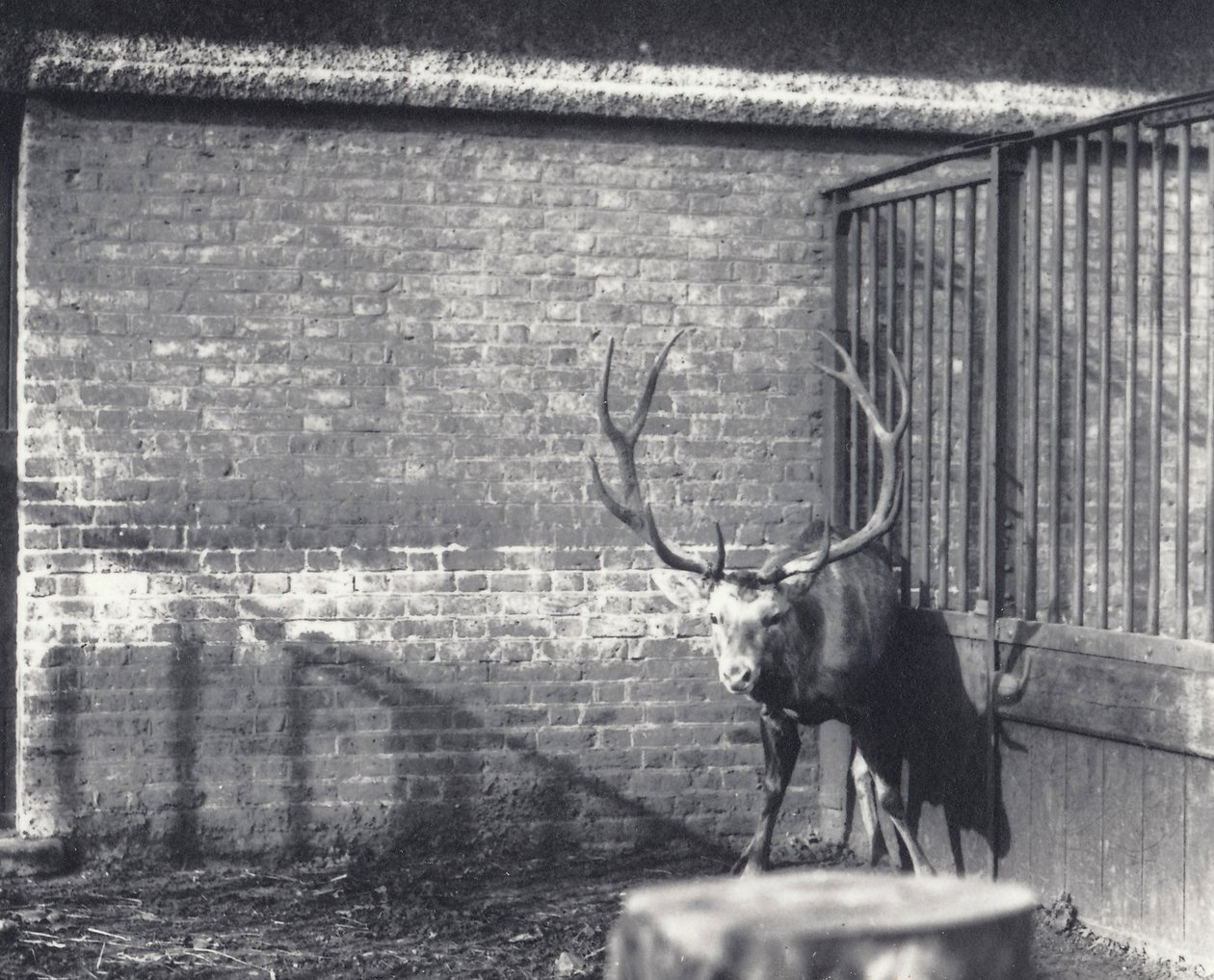 Veado de Wallich, também conhecido como Shou, Ásia Central ou Veado Vermelho Tibetano, no Zoológico de Londres, em dezembro de 1917 de Frederick William Bond