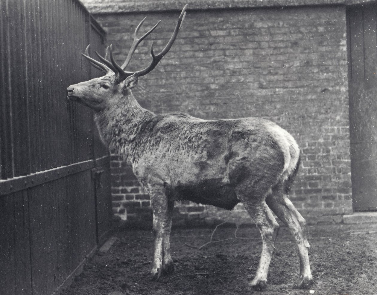 Veado de Wallich, também conhecido como o Shou, Ásia Central ou Red Deer tibetano, no zoológico de Londres, 1916 de Frederick William Bond