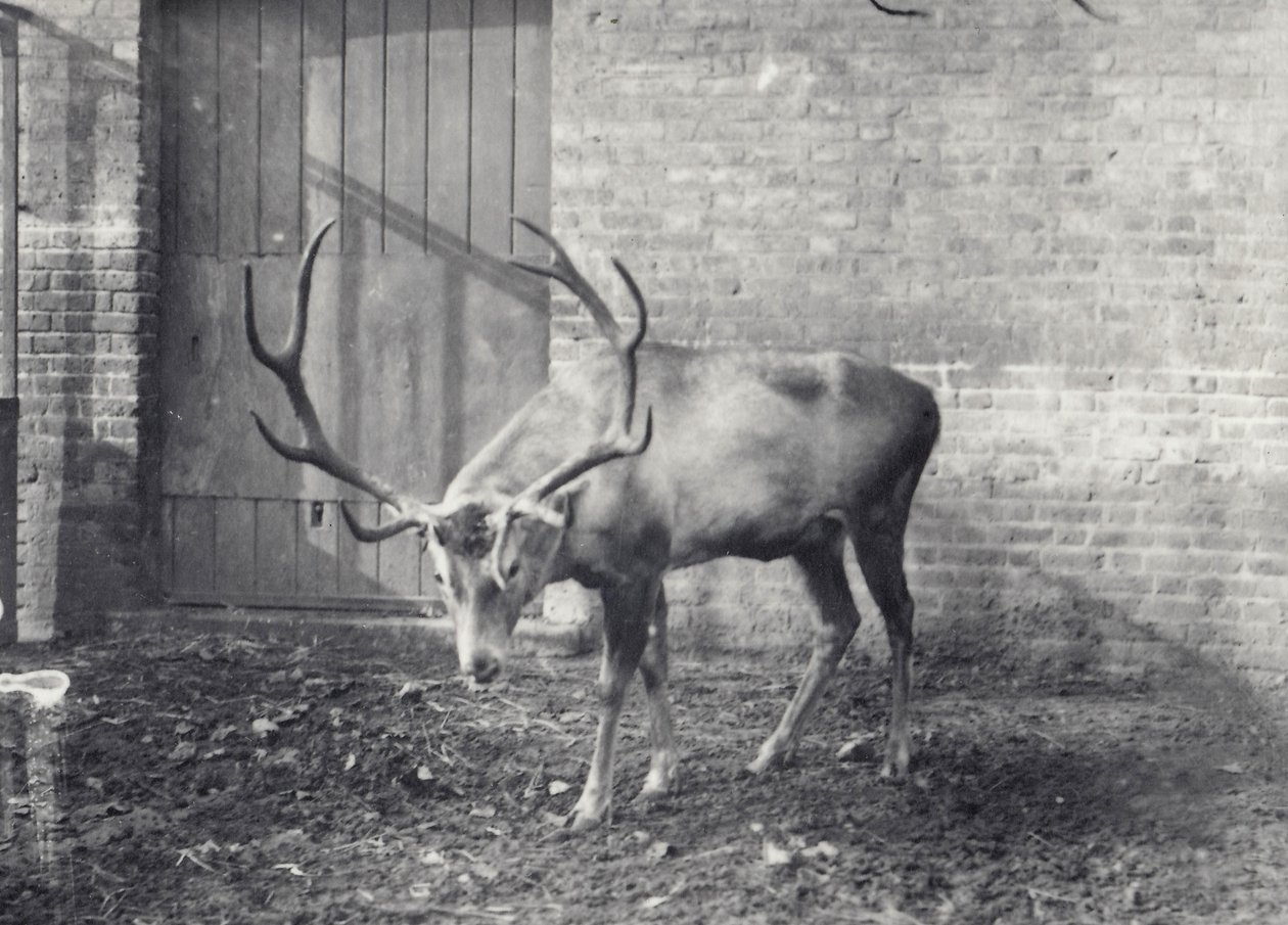 Veado de Wallich, também conhecido como Shou, Ásia Central ou Veado Vermelho Tibetano, no Zoológico de Londres, em dezembro de 1917 de Frederick William Bond