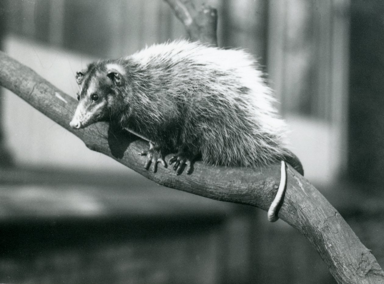 O gambá-de-orelha-grande de Weid em uma filial no jardim zoológico de Londres, em novembro de 1915 de Frederick William Bond