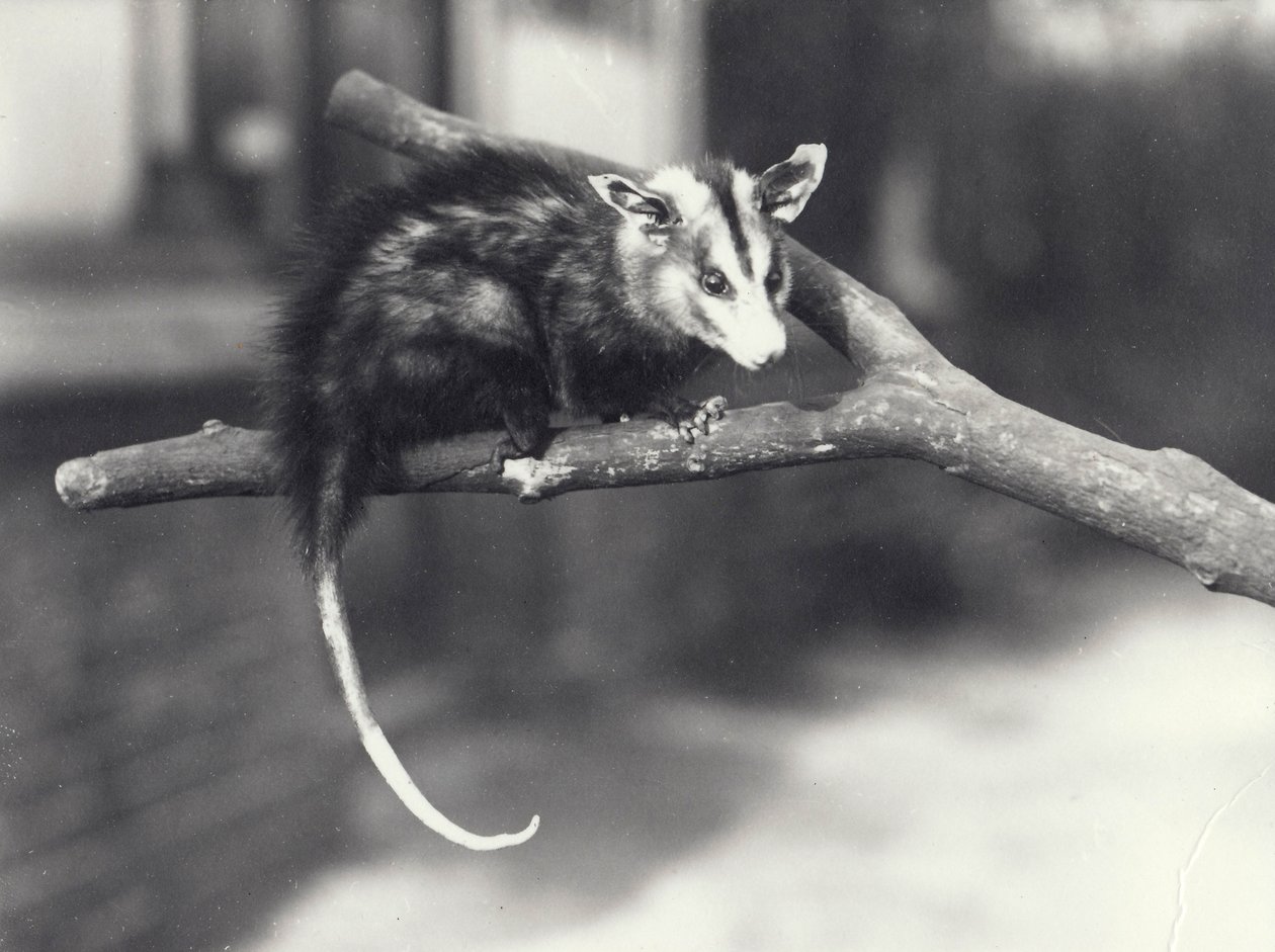 Gambá-de-orelha-branca em um galho no zoológico de Londres, em dezembro de 1918 de Frederick William Bond