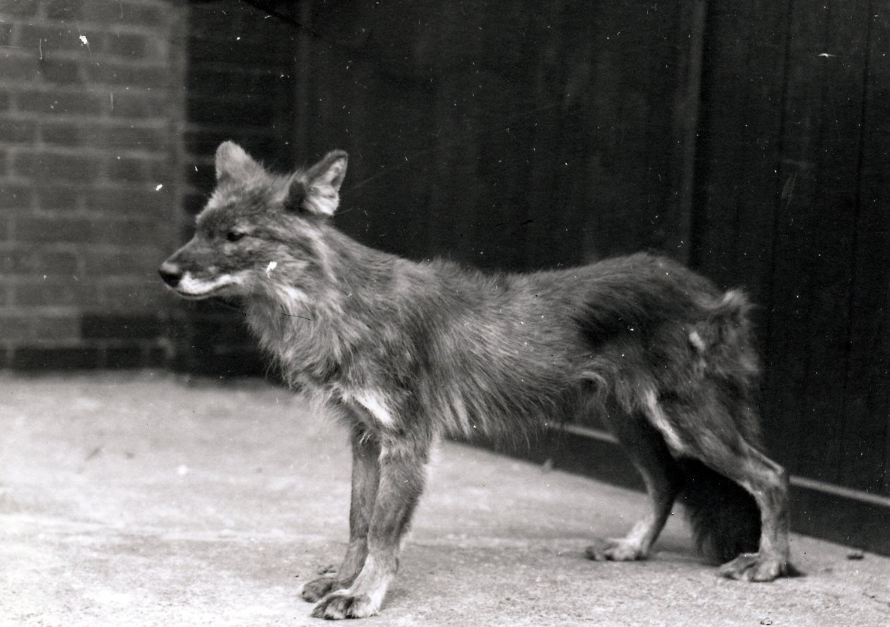 Cachorro selvagem no ZSL London Zoo de Frederick William Bond