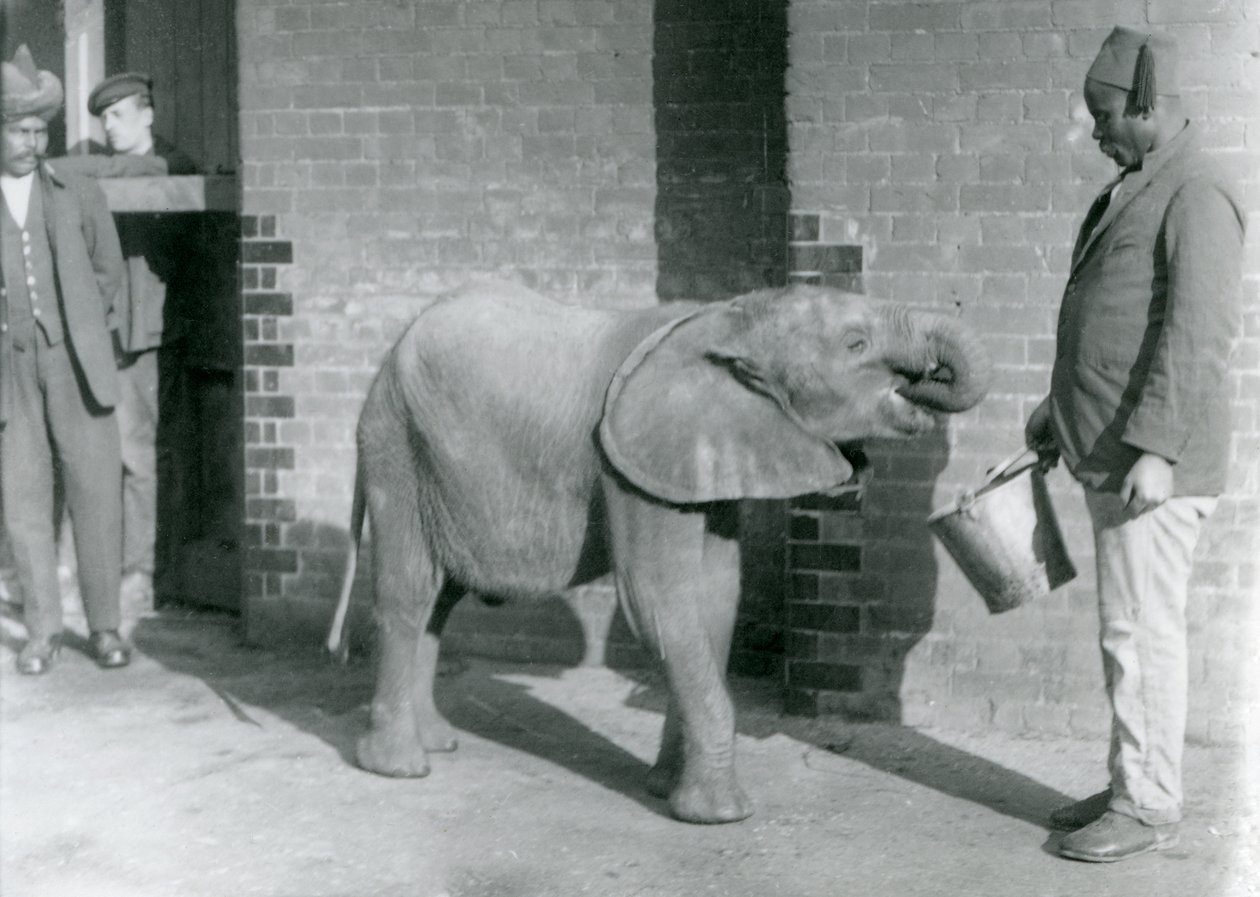 Elefante africano novo Kiberenge que está sendo alimentado por Darisha quando Syed Ali olha no fundo, jardim zoológico de Londres, setembro 1923 (foto do bw) de Frederick William Bond