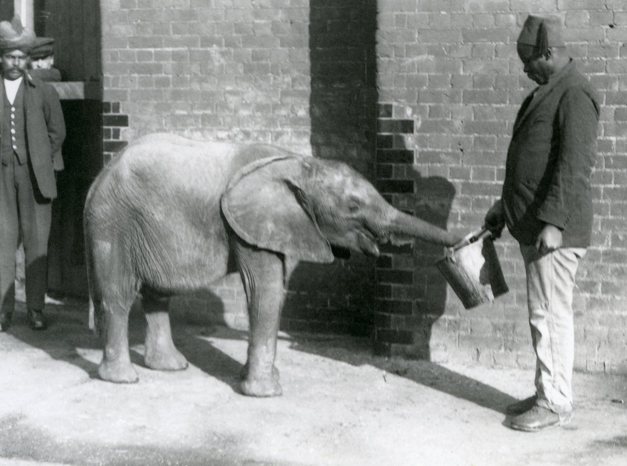 Elefante africano novo Kiberenge que está sendo alimentado por Darisha quando Syed Ali olha no fundo, jardim zoológico de Londres, setembro 1923 (foto do bw) de Frederick William Bond