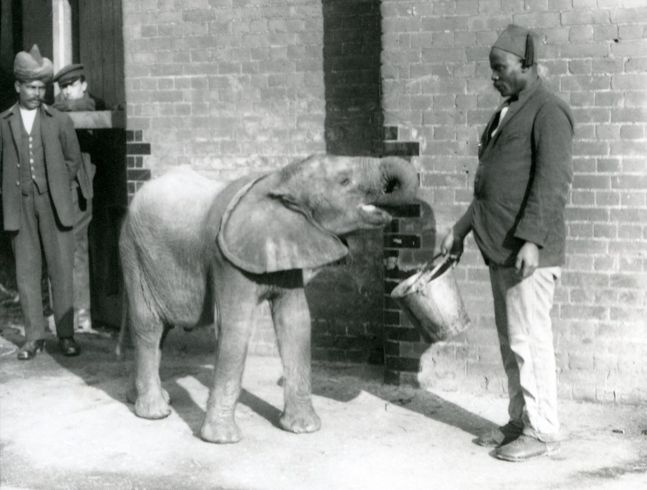 Elefante africano novo Kiberenge que está sendo alimentado por Darisha quando Syed Ali olha no fundo, jardim zoológico de Londres, setembro 1923 (foto do bw) de Frederick William Bond