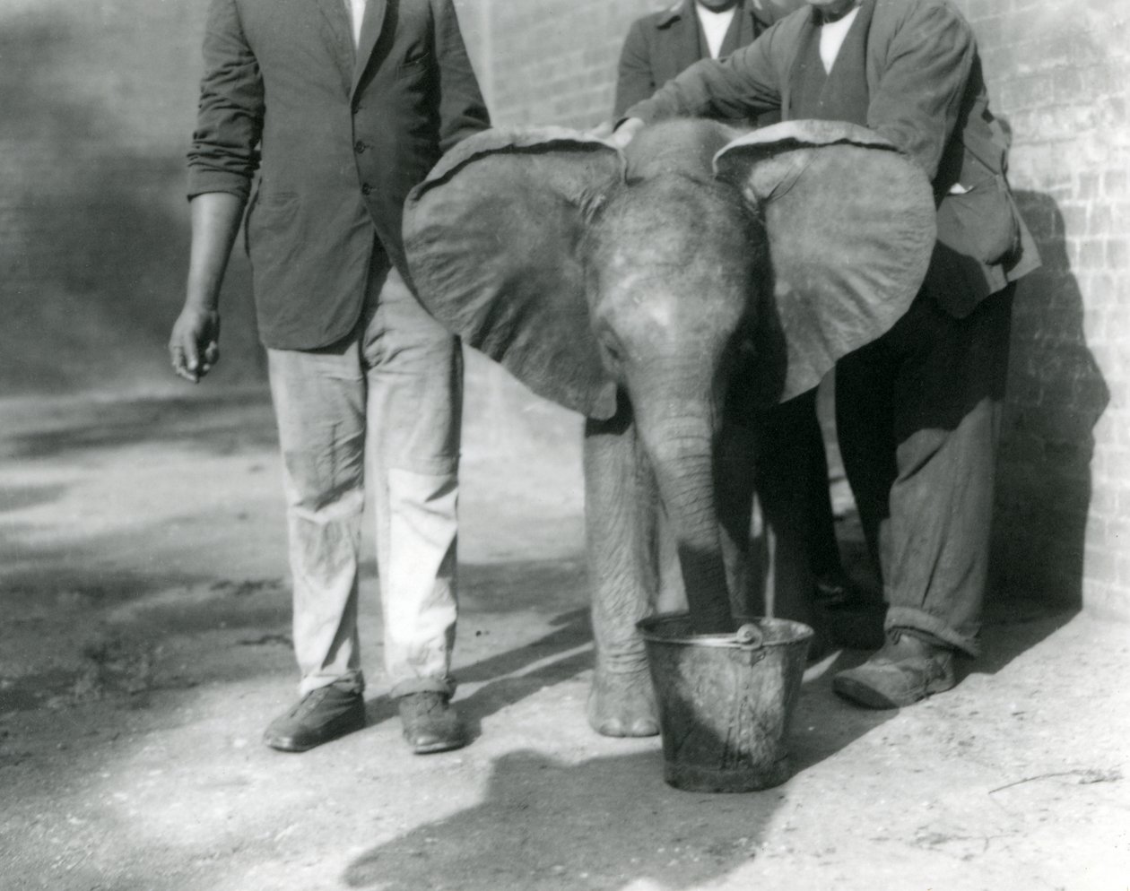 Jovem elefante africano Kiberenge sendo dado uma bebida por Darishaand seus guardiões, zoológico de Londres, setembro de 1923 (bw foto) de Frederick William Bond