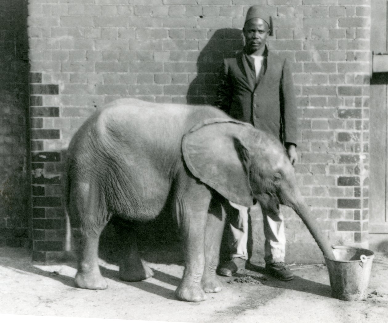 Jovem elefante africano Kiberenge sendo dado uma bebida por Darisha, zoológico de Londres, de setembro de 1923 (bw foto) de Frederick William Bond