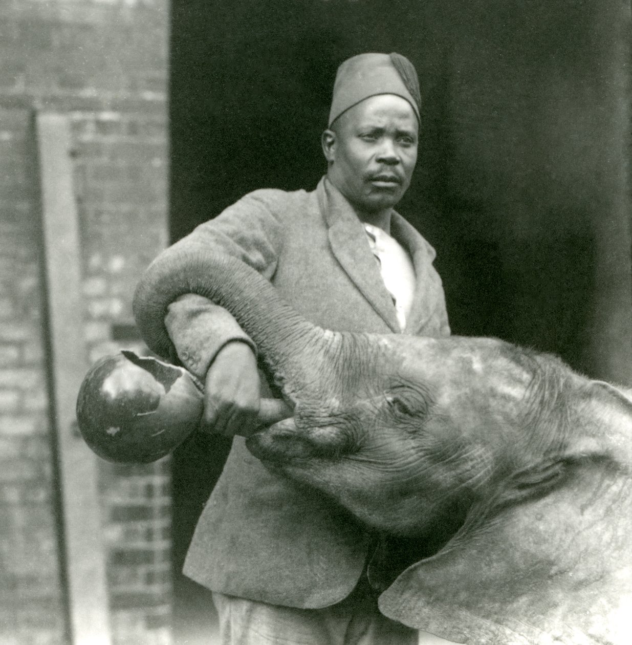 Jovem elefante africano Kiberenge sendo dado uma bebida por Darisha, zoológico de Londres, de setembro de 1923 (bw foto) de Frederick William Bond
