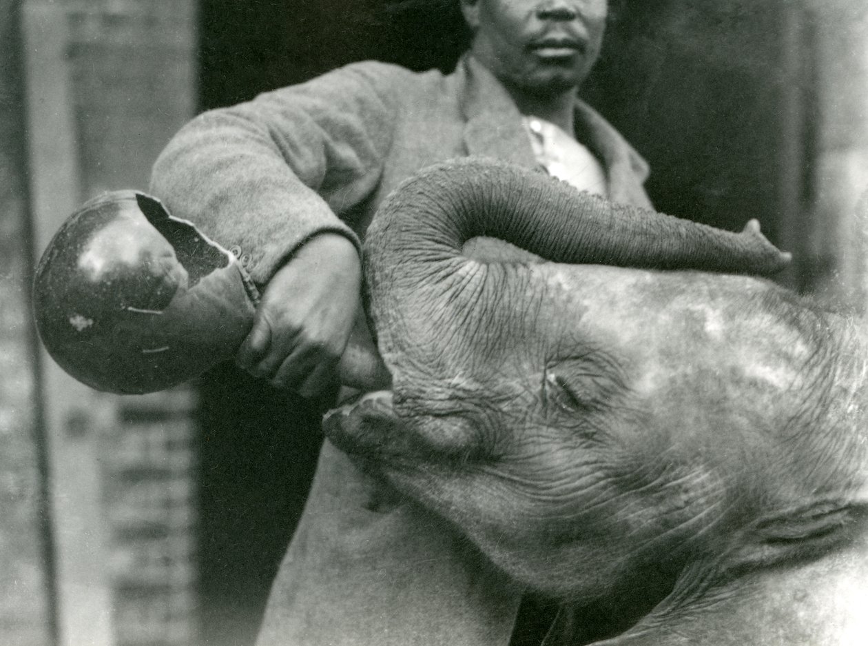 Jovem elefante africano Kiberenge sendo dado uma bebida por Darisha enquanto Syed Ali olha em segundo plano, zoológico de Londres, em setembro de 1923 (bw foto) de Frederick William Bond
