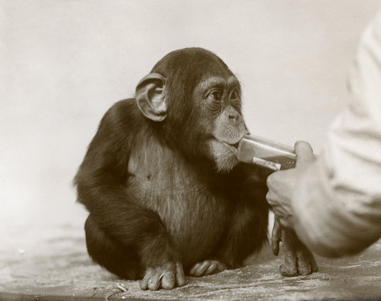 Jovem chimpanzé &39;Johnnie&39; tomando óleo de fígado de bacalhau no zoológico de Londres, em abril de 1923 de Frederick William Bond