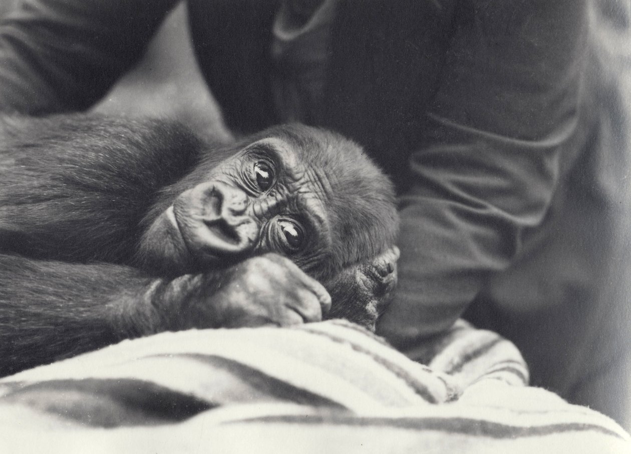 Jovem Gorila &39;John David&39; com 5 anos de idade sendo mantido por um guardião em um cobertor no Zoológico de Londres, em setembro de 1919 de Frederick William Bond