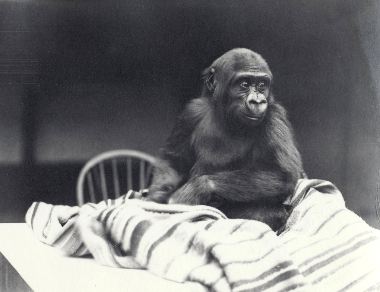 Jovem gorila &39;John David&39;, sentado em uma mesa com um cobertor no zoológico de Londres com idade entre 5 anos e agosto de 1919 de Frederick William Bond