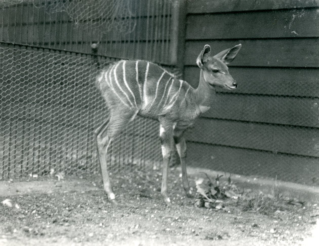 Young Lesser Kudu, no Zoológico de Londres, em 1914. de Frederick William Bond