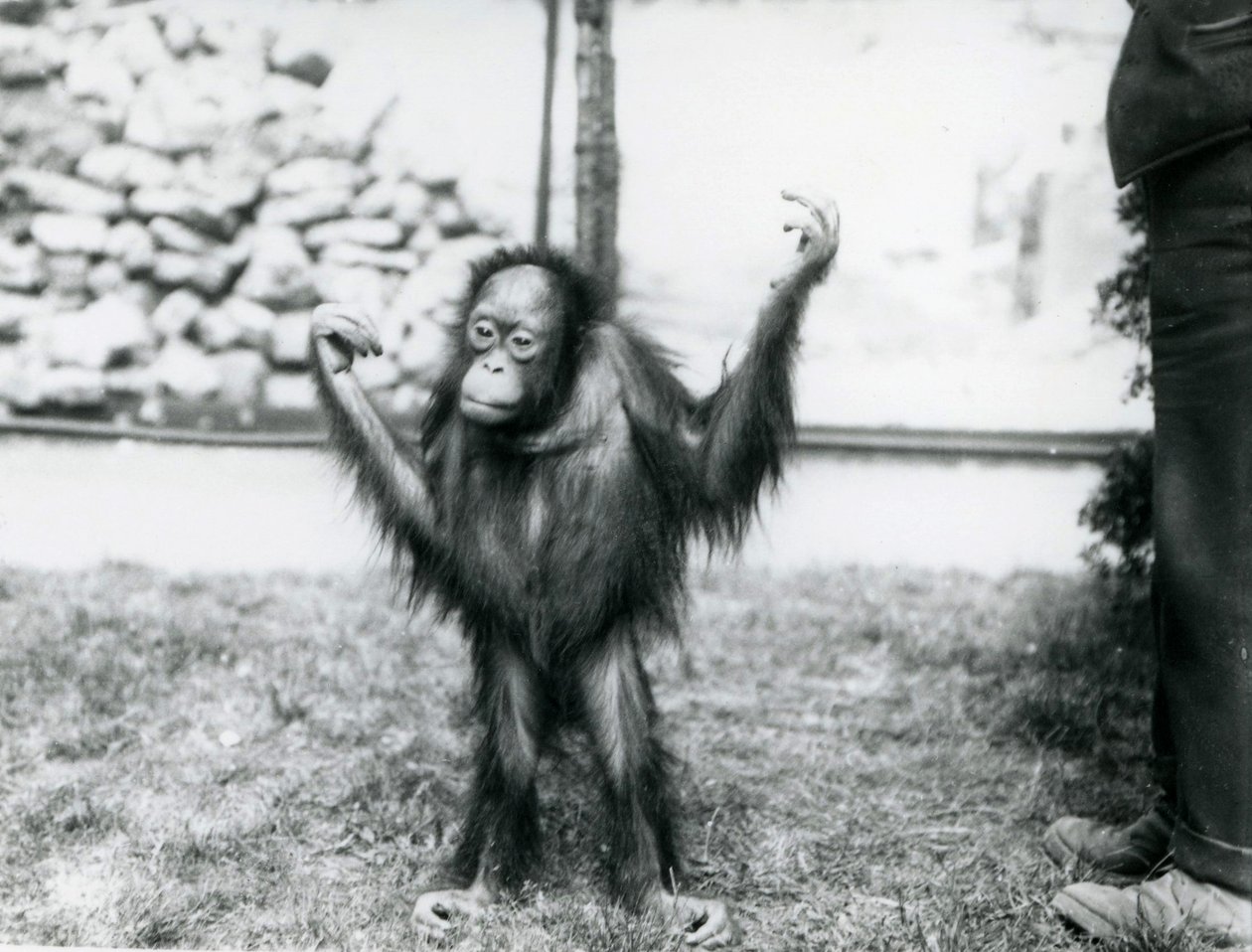 Orangotango jovem no zoológico de Londres, em junho de 1915 de Frederick William Bond