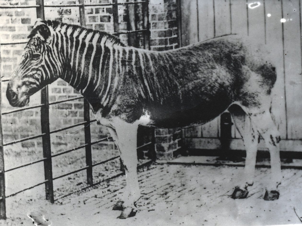 Quagga no ZSL London Zoo, provavelmente no verão de 1870 (foto bw) de Frederick York