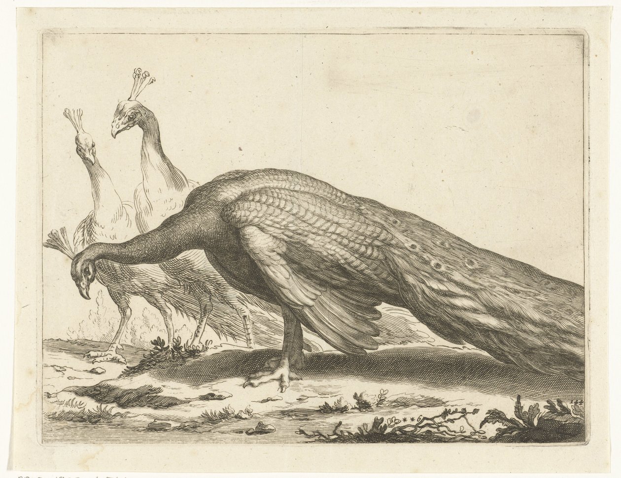 pavões Livro de desenho de Abraham Bloemaert (título da série) de Frederick Bloemaert