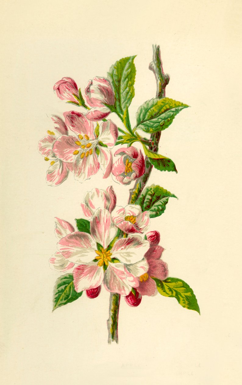 Apple, 1877. de Frederick Edward Hulme