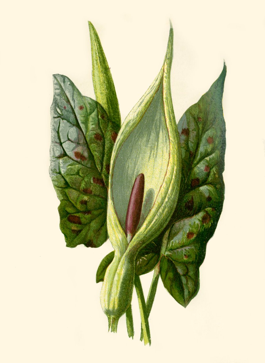 Arum ou Cuco Pint, 1877. de Frederick Edward Hulme