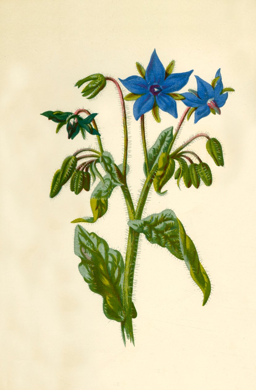 Borage, 1877. de Frederick Edward Hulme