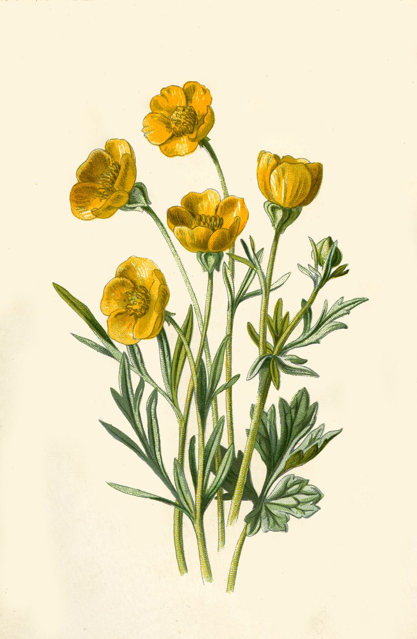 Pé de galinha bulboso, 1877. de Frederick Edward Hulme