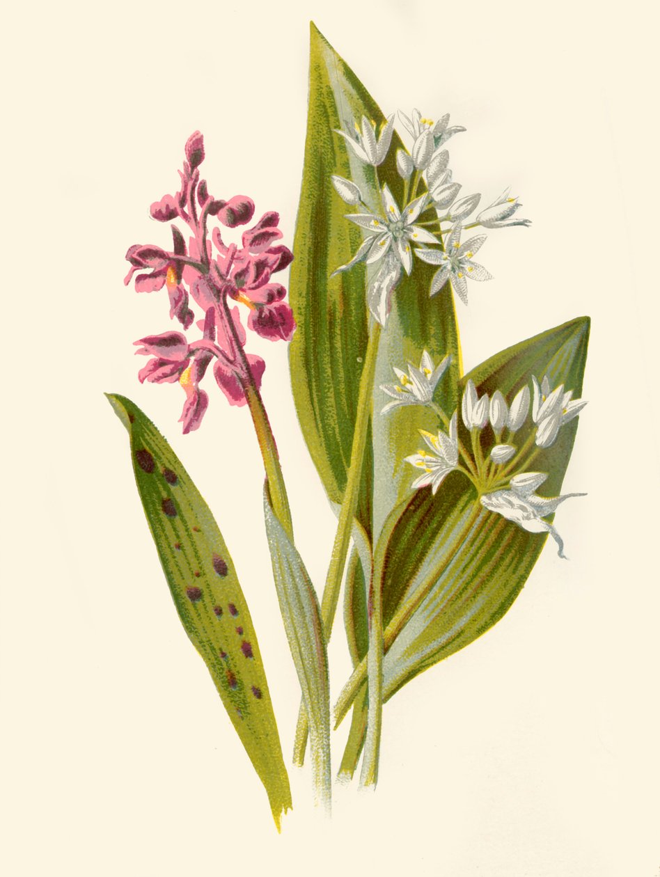 Orchis comum e alho de folhas largas, 1877. de Frederick Edward Hulme