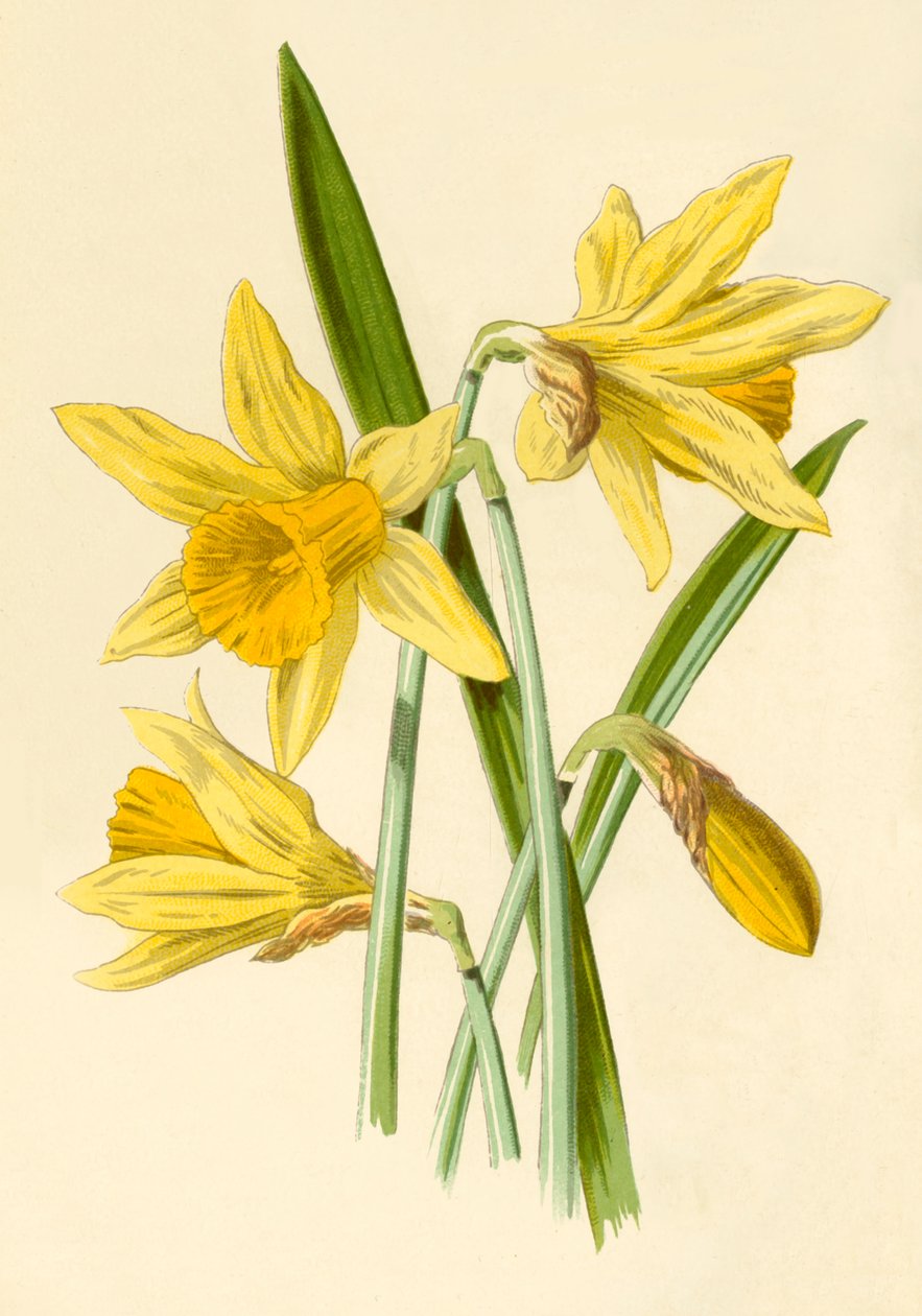 Narciso, 1877. de Frederick Edward Hulme