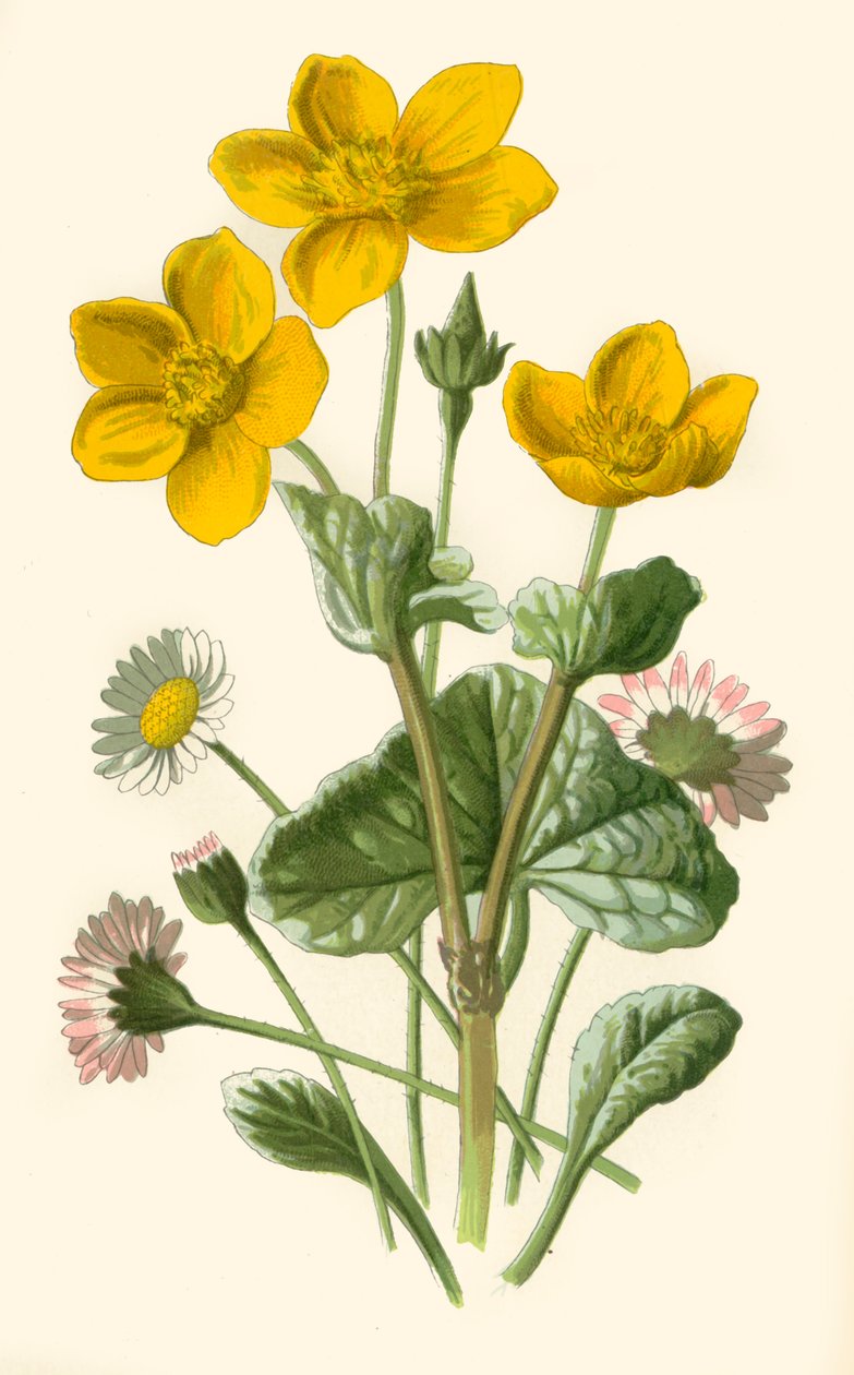 Daisy & Marsh-Marigold, 1877. de Frederick Edward Hulme