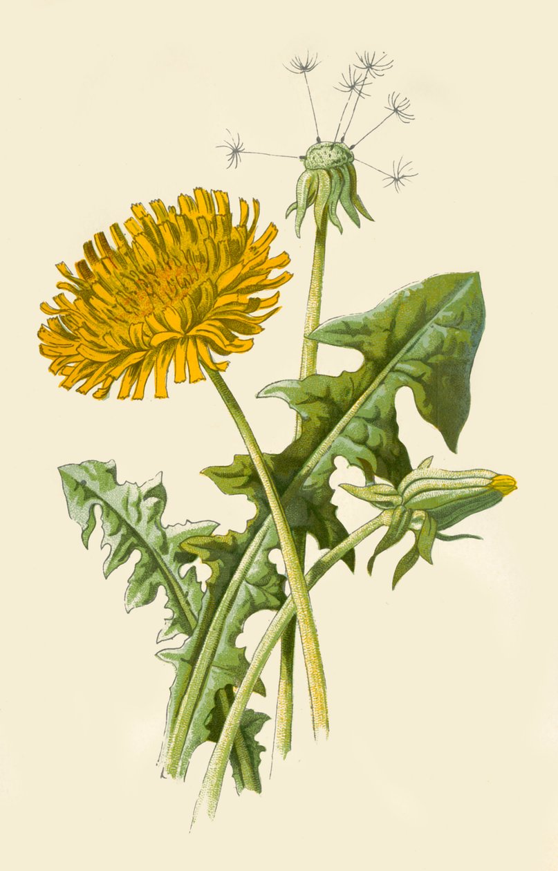 Dente-de-leão, 1877. de Frederick Edward Hulme