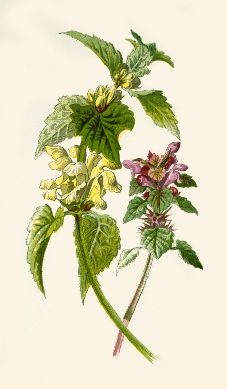 Urtiga-morta - vermelho e branco, 1877. de Frederick Edward Hulme