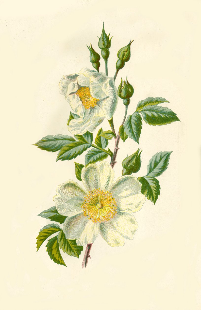 Campo Rosa, 1877. de Frederick Edward Hulme