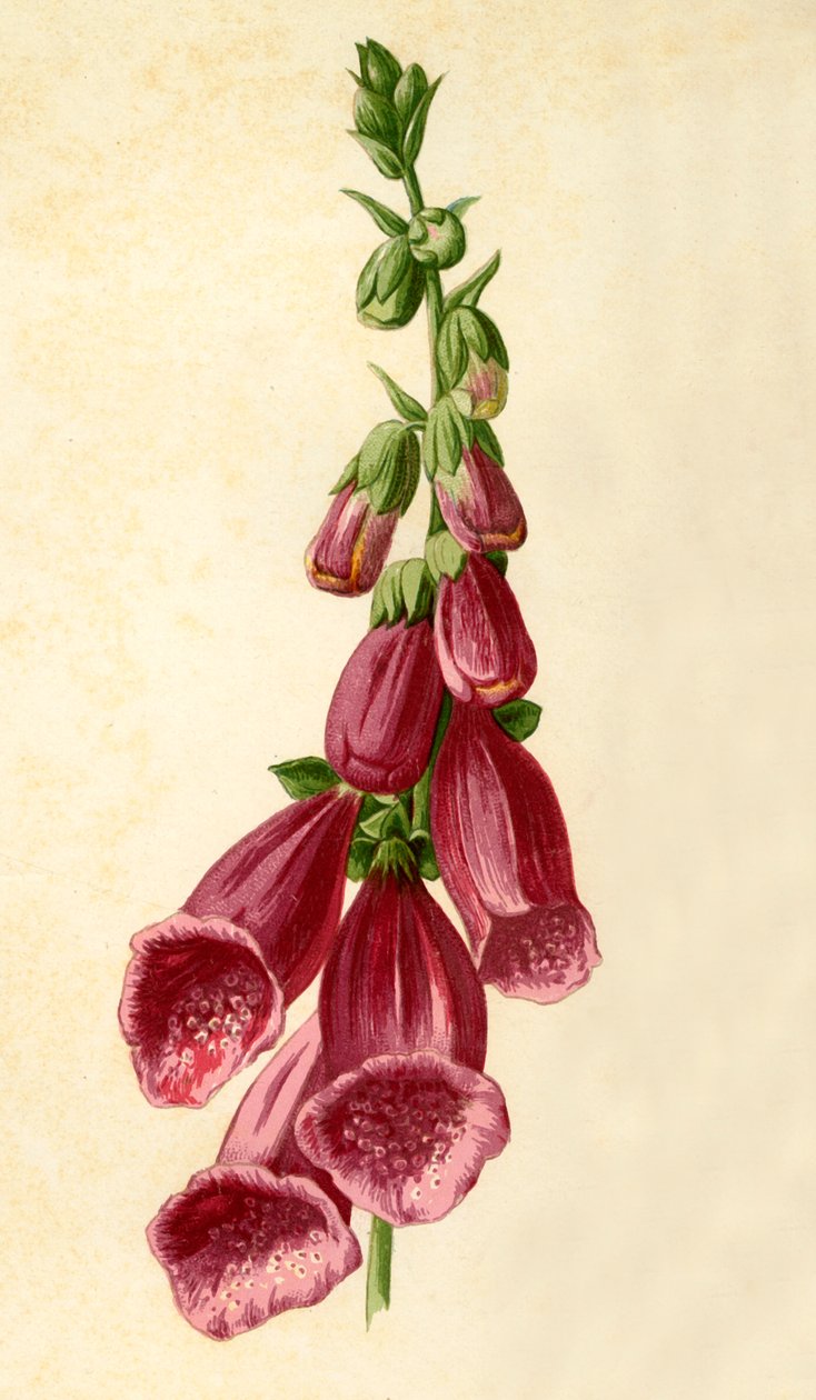 Foxglove, 1877. de Frederick Edward Hulme